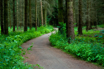 Fototapeta premium kurviger Weg durch den Nadelwald