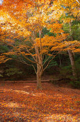 A small ginkgo biloba tree with bright and vibrant orange and yellow leaves with fallen leaves seen in the island of Miyajima which is a popular tourist destination.