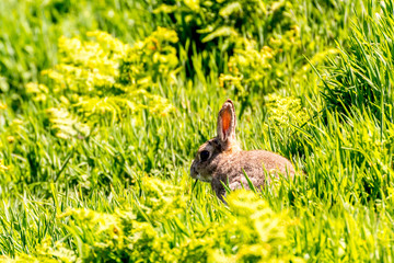 Rabbit