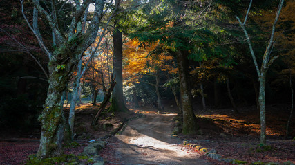Mystical and artistic fall scene with vibrant ginkgo biloba trees seen in Hiroshima Prefecture's Miyajima in Japan with beautiful autumnal colours and deers roaming around.