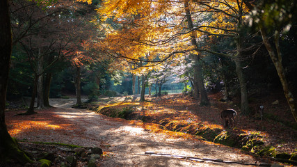 Mystical and artistic fall scene with vibrant ginkgo biloba trees seen in Hiroshima Prefecture's...
