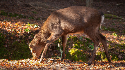 A single deer seen at Hiroshima Prefecture's famous Miyajima Island in Japan where wild deers are considered as sacred by the locals and are free to roam.