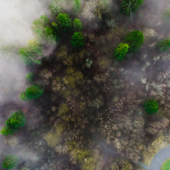 Misty tree tops taken with drone