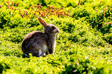 Young Rabbit