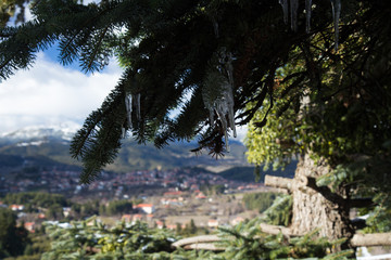 Stalactite formed on a fir tree with a mountainous village blurred in the background