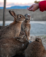 Cute, fluffy wild bunnies waiting to be fed by visitors in the island of Okunoshima, also known as the "Bunny Island", which is a small island located in the Inland Sea of Japan.