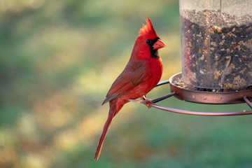 red bird on a branch