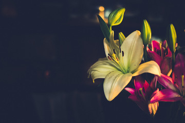 lilies on black background