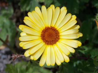 yellow flower