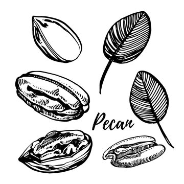 Pecan nuts and leaves hand drawn illustration. Ink sketch of nuts. Hand drawn illustration. Isolated on white background.