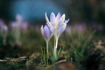 Spring crocus is a type of perennial herbaceous plants of the ge