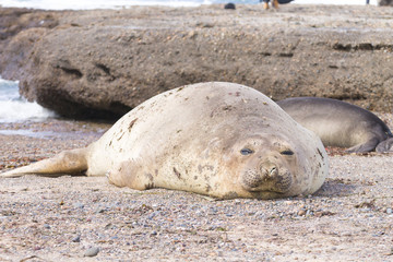 Elephant seal on beach close up, Patagonia, Argentina