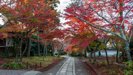 An empty pathway in the temple grounds of Shinnyodo Temple in Kyoto City during the peak autumn foliage.