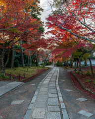 An empty pathway in the temple grounds of Shinnyodo Temple in Kyoto City during the peak autumn foliage.