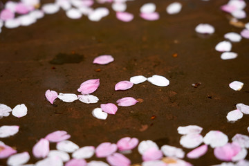 Cherry blossom leaves falling on the water