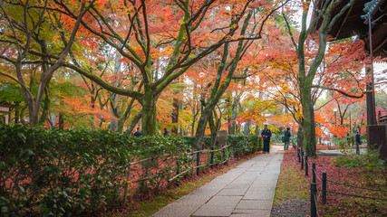 Naklejka premium Japanese visitors seen walking on a pathway in the temple grounds of Shinnyodo Temple during the peak autumn foliage.