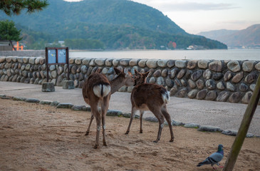 A couple of deers loving it each other in Hiroshima Prefecture's famous Miyajima Island in Japan...