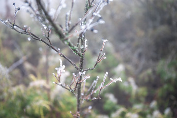 Branch covered in ice cold white frost in the winter. first frosts, cold weather, frozen water, frost and hoarfrost. Macro shot. Early winter .