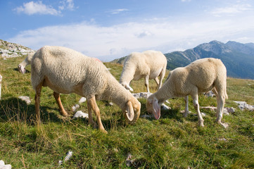 Obraz na płótnie Canvas Sheep graze on an Italian mountain in the summer.