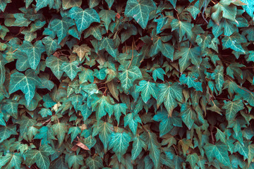 Background from green leaves. green, hedge.