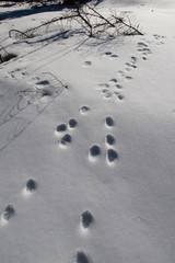 Traces de lièvre