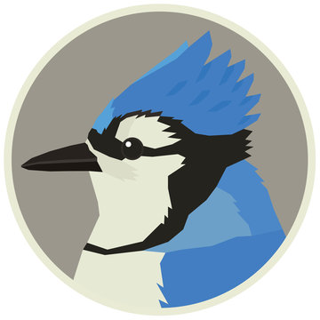Blue Jay Vector Art, Icons, and Graphics for Free Download