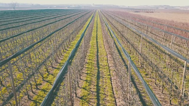 Aerial flying over a tree fruits field