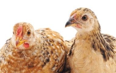 Two young chickens.