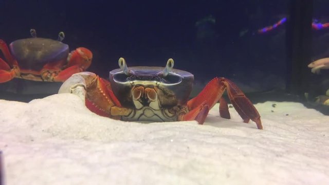  krab royet pesok v vode. domashniy akvarium 41/5000 crab digs sand in water. home aquarium