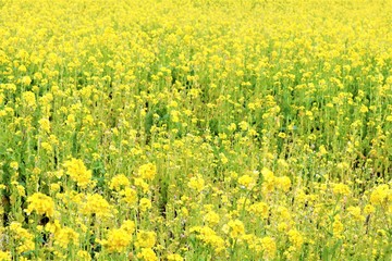 Obraz premium 菜の花