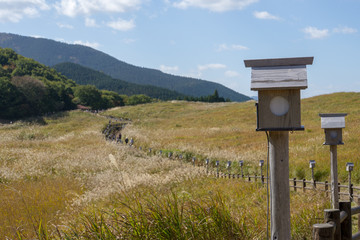 曽爾高原のすすき