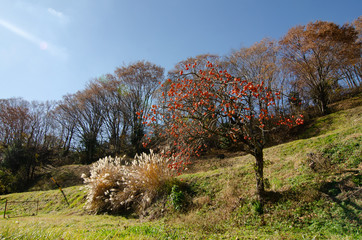 山村の柿の木