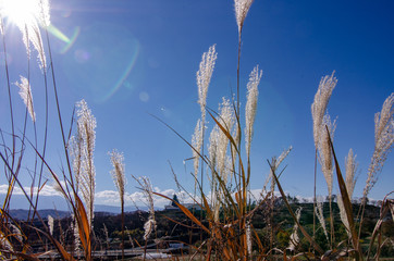 美術館とススキ