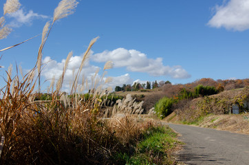 ススキと田舎道