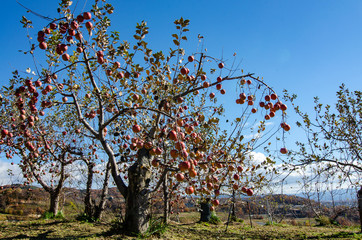 古いリンゴの木