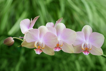 A sprig of pink orchids in the arboretum