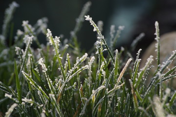 Gefrorener Tau am Gras