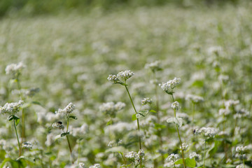 そばの花／長野県箕輪町