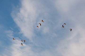 Fototapeta premium Winter Migratory Bird