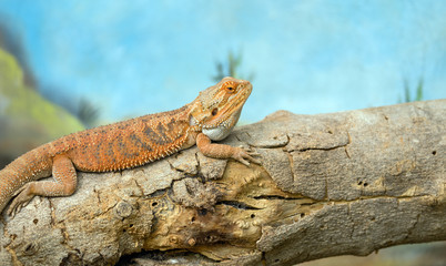 Central bearded dragon (Pogona vitticeps)