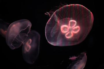Multicolored jellyfish swim under water