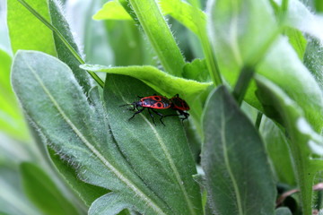 Two small red bugs with black spots on top of hairy thick dark green leaves in local garden on warm sunny day