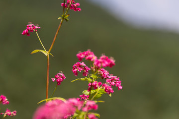 赤そばの花／赤そばの里／長野県箕輪町