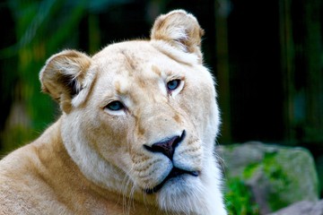 Obraz premium lioness making eye contact and yawning