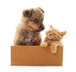 Kitten and puppy in a box.