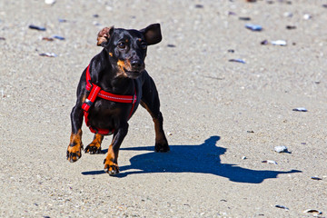 Black dachshund running loose on beach