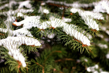 winter fir tree sunlight