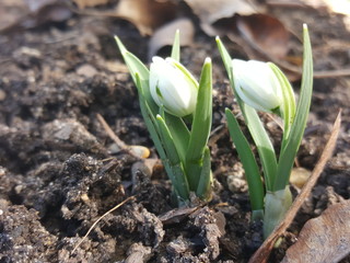 Fototapeta premium Frühling