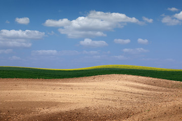 Fototapeta na wymiar plowed and green wheat field in spring agriculture