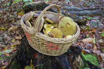 basket of mushrooms on the stump,the mushroom season began, the mushrooms are picked up in a basket...